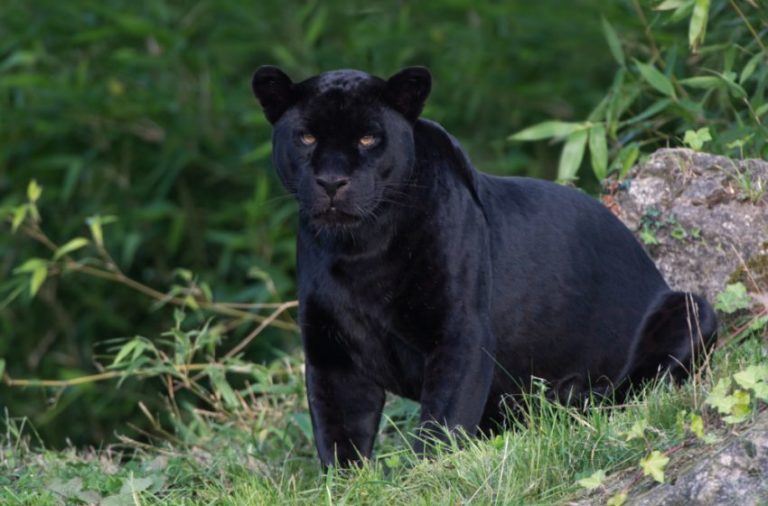 After many winters and summers, BLACK PANTHER WALKS THROUGH VOJVODINA After many winters and summers, BLACK PANTHER WALKS THROUGH VOJVODINA