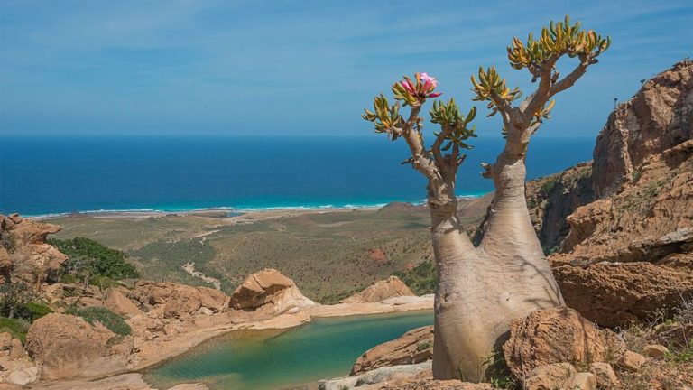 Socatra – Island in Yemen