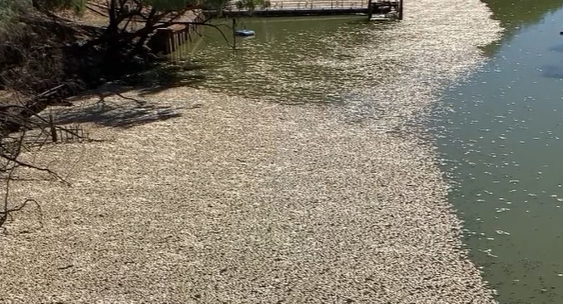 Millions of dead fish in Australia, the reason – weather conditions